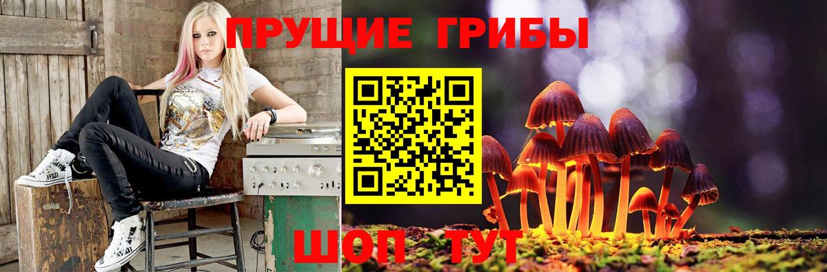Псилоцибиновые грибы Psilocybe Кубинка
